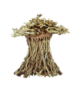 Sf  bonsai mushroom small