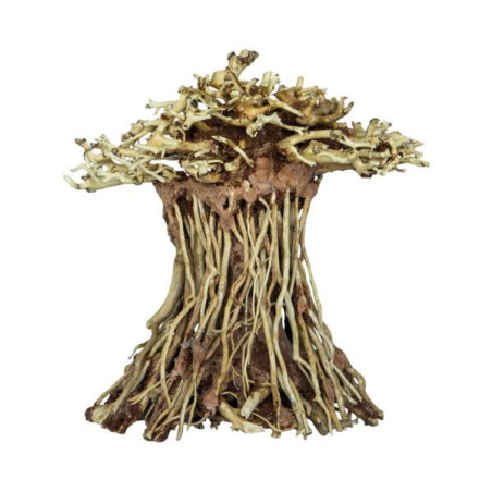 Sf  bonsai mushroom small