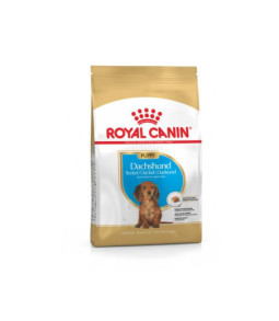 Rc dachshund puppy 1.5kg