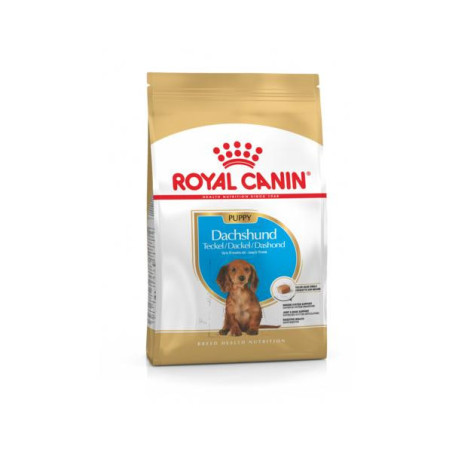 Rc dachshund puppy 1.5kg