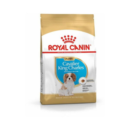 Rc cavalier king charles pup 1.5kg