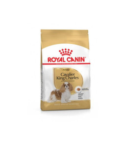 Cavalier king charles adult 1.5 kg