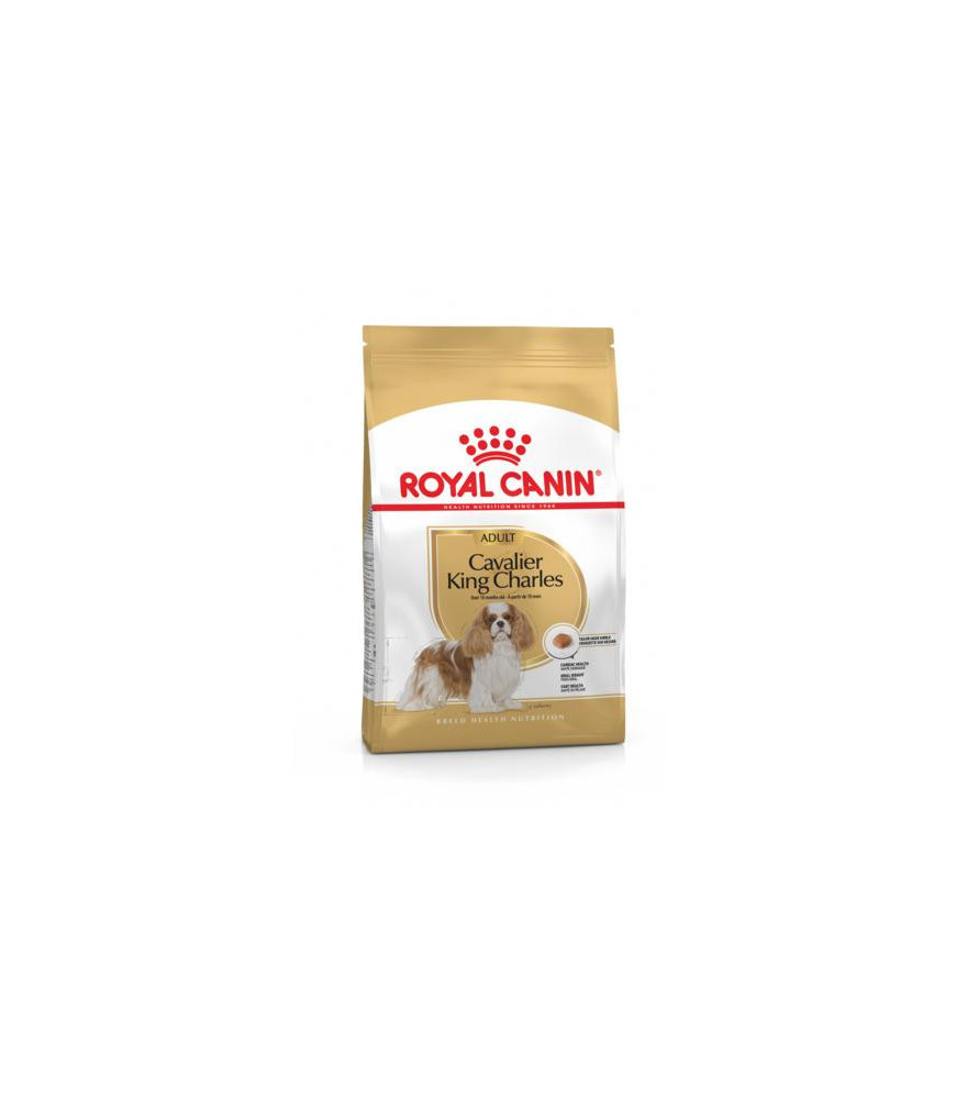 Cavalier king charles adult 1.5 kg