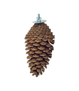 Back zoo natural foraging pine cone