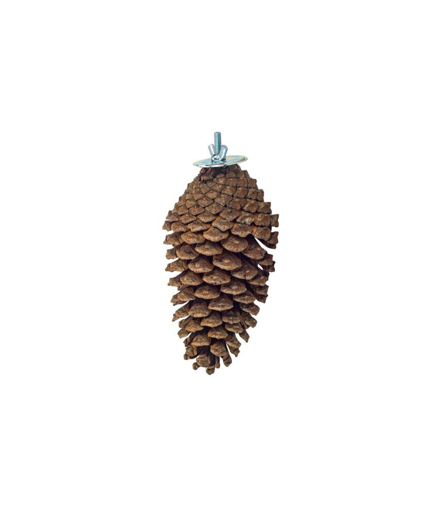 Back zoo natural foraging pine cone