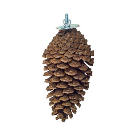 Back zoo natural foraging pine cone