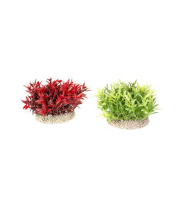 Aqua della plant miracle moss 7.5cm