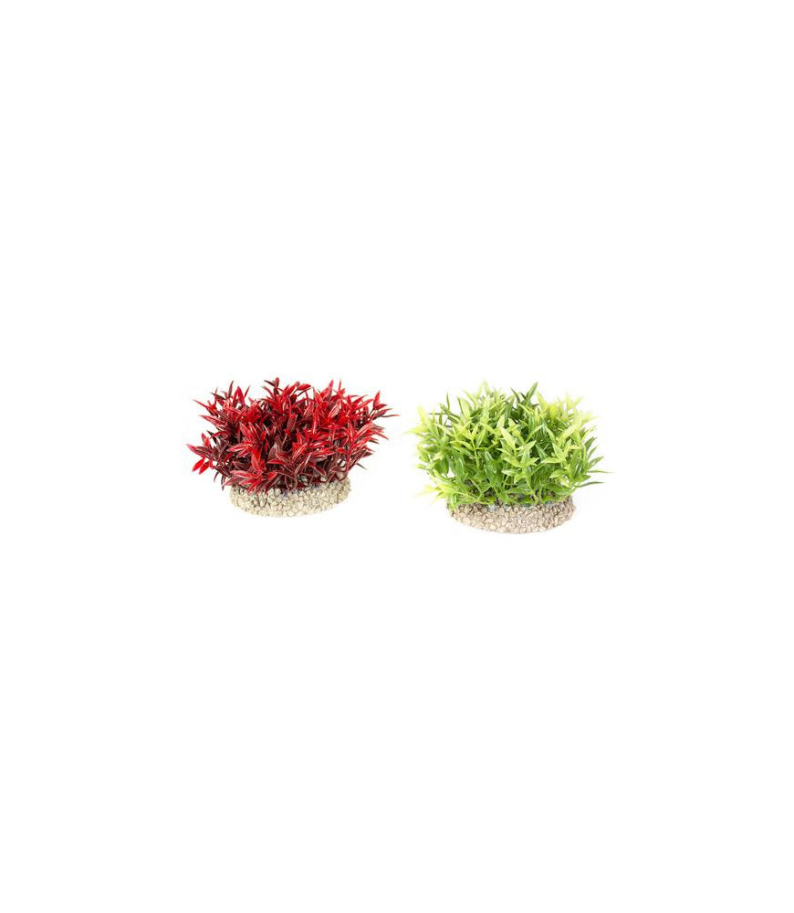 Aqua della plant miracle moss 7.5cm