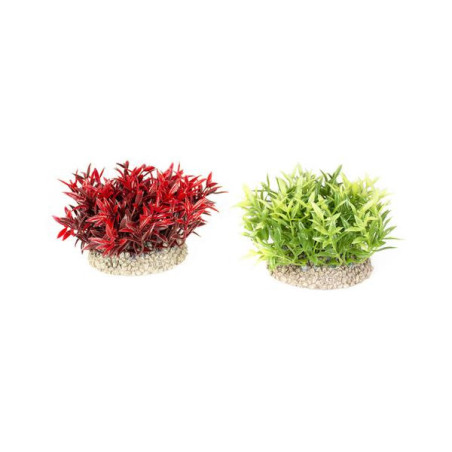 Aqua della plant miracle moss 7.5cm