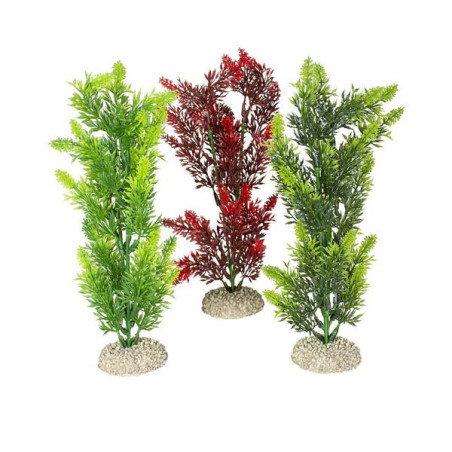 Aqua della plant elodea densa md